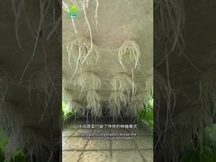 نظام زراعة بدون تربة DWC