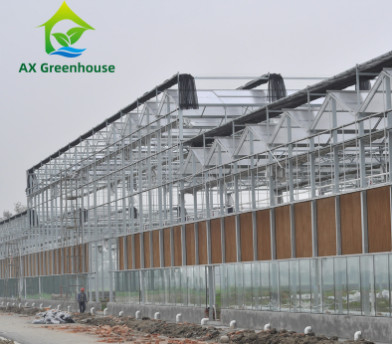 الزجاج المقسى التجاري Venlo نوع Greenhouse Multispan للزراعة