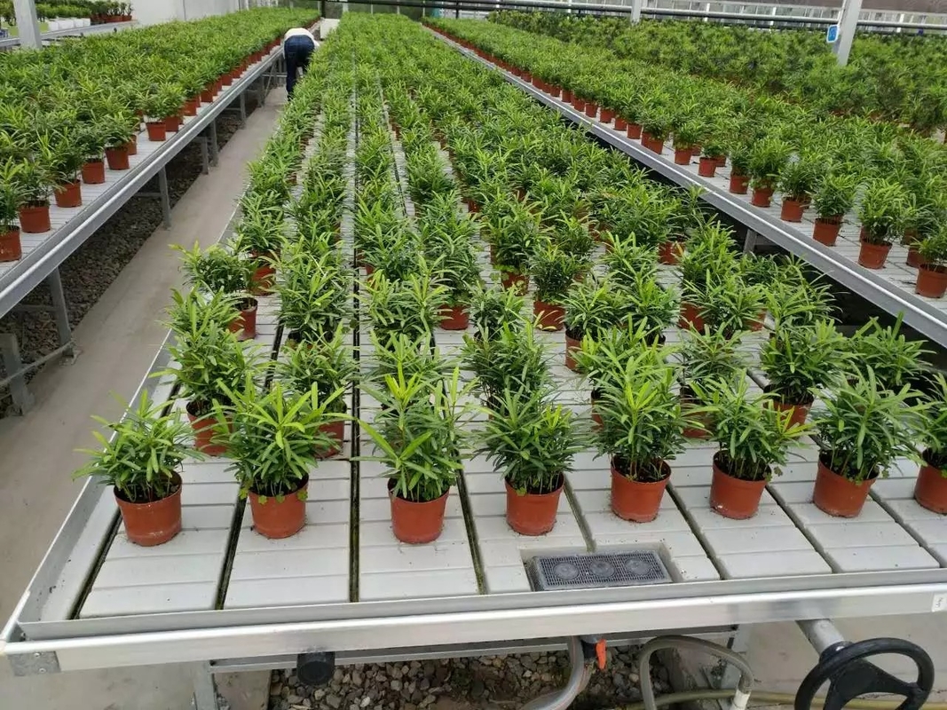 تنمو صينية الجدول للفيضانات المتداول بين الجزر ومنضدة التدفق لزهرة الشتلات الدفيئة