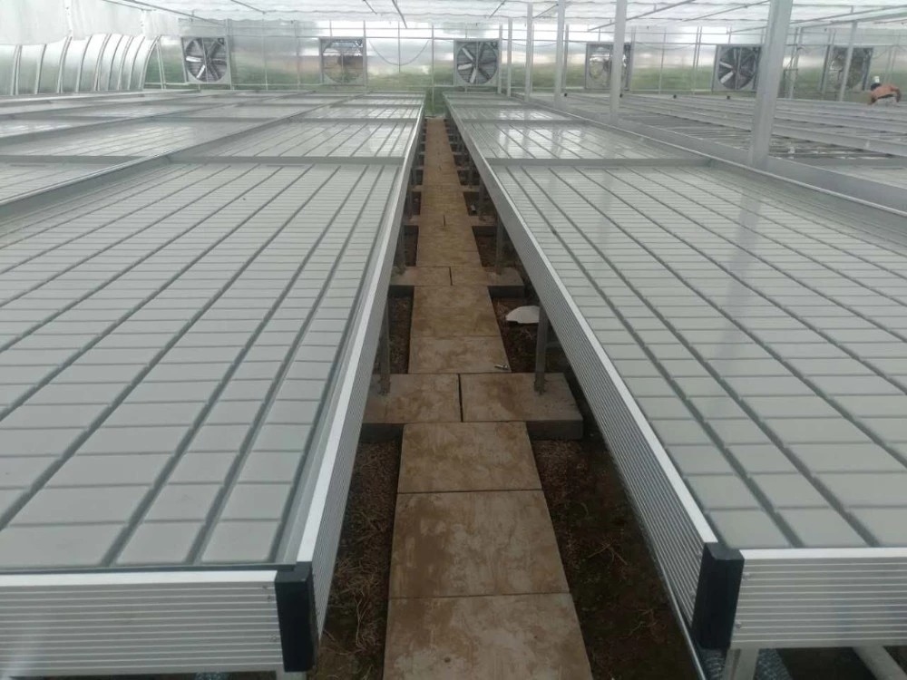 تنمو صينية الجدول للفيضانات المتداول بين الجزر ومنضدة التدفق لزهرة الشتلات الدفيئة