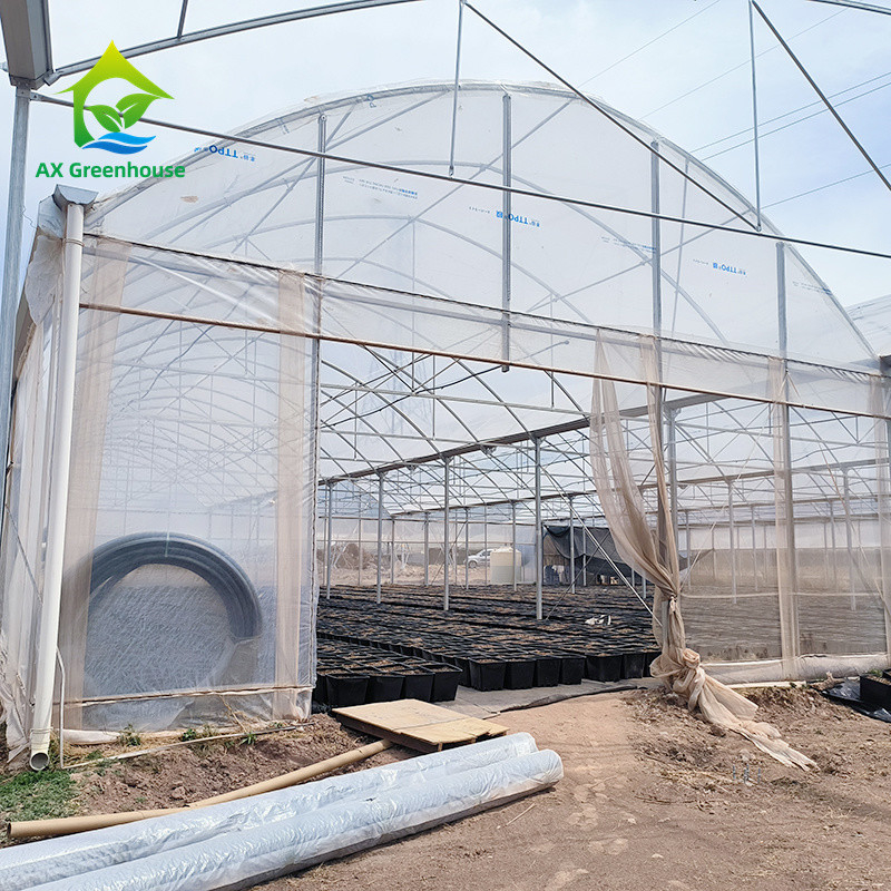 هيكل إطار معدني استوائي متعدد المدة الطماطم النفق البولي الدفيئة للفواكه والخضروات