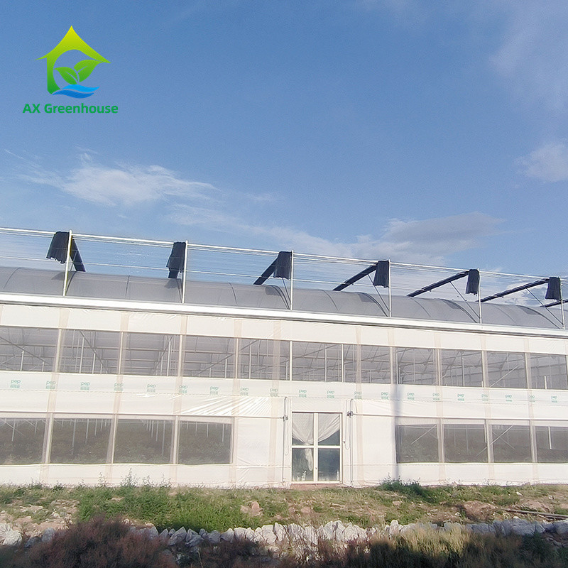 هيكل إطار معدني استوائي متعدد المدة الطماطم النفق البولي الدفيئة للفواكه والخضروات