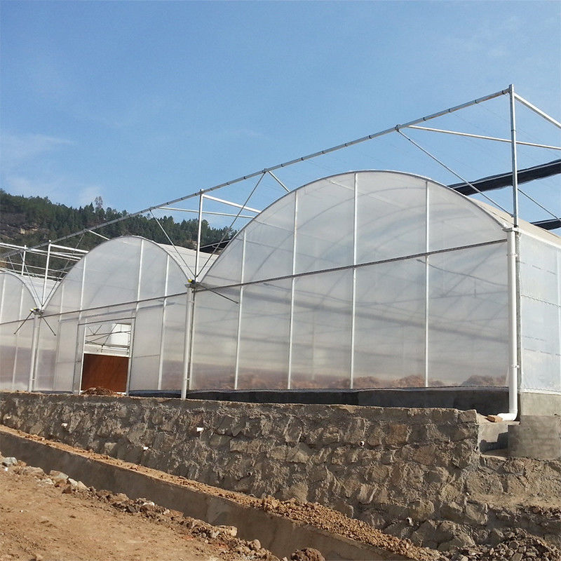 التجارية Polytunnel Multi-Span الدفيئة التصميم النموذجي الزراعة على نطاق واسع الفيلم UV الفولاذ المغلف