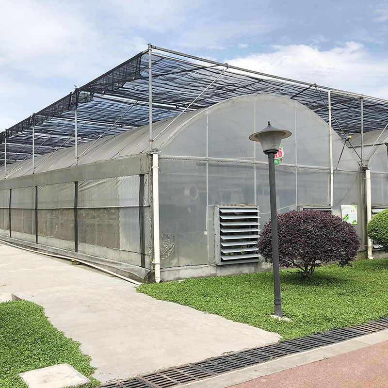 التجارية Polytunnel Multi-Span الدفيئة التصميم النموذجي الزراعة على نطاق واسع الفيلم UV الفولاذ المغلف