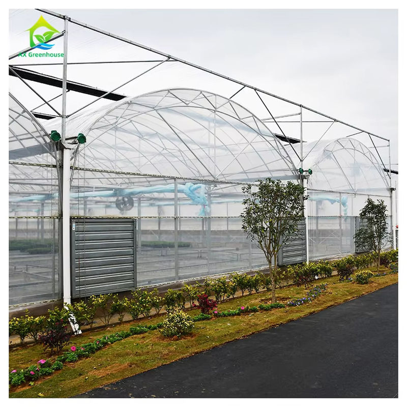 التجارية Polytunnel Multi-Span الدفيئة التصميم النموذجي الزراعة على نطاق واسع الفيلم UV الفولاذ المغلف