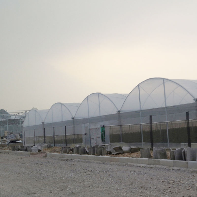 التجارية Polytunnel Multi-Span الدفيئة التصميم النموذجي الزراعة على نطاق واسع الفيلم UV الفولاذ المغلف